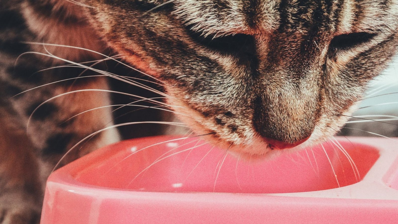 Die besten Nassfutter-Marken fuer Senior-Katzen im Vergleich 2026